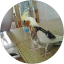 Carles H Ernandez Carles H Ernandez